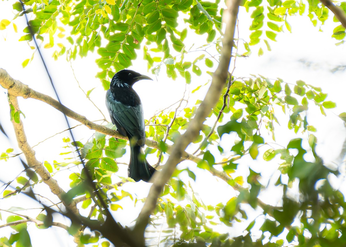 hårdrongo - ML643022382