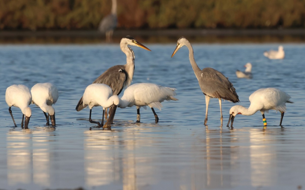 Eurasian Spoonbill - ML643022391