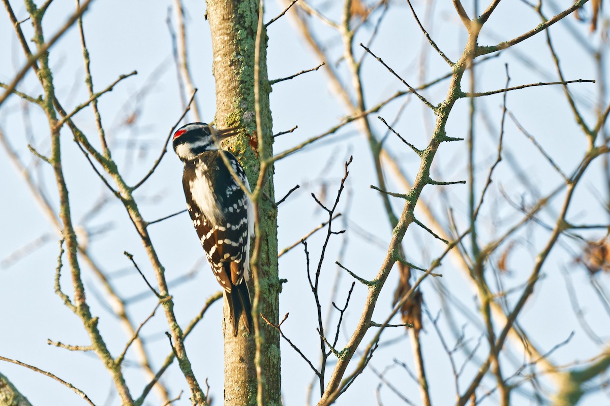 Hairy Woodpecker - ML643022395