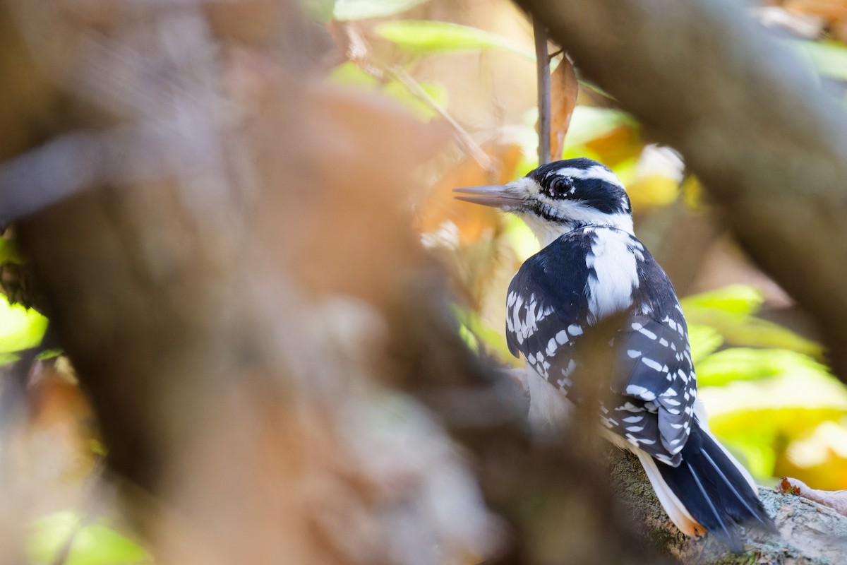 Hairy Woodpecker - ML643022396