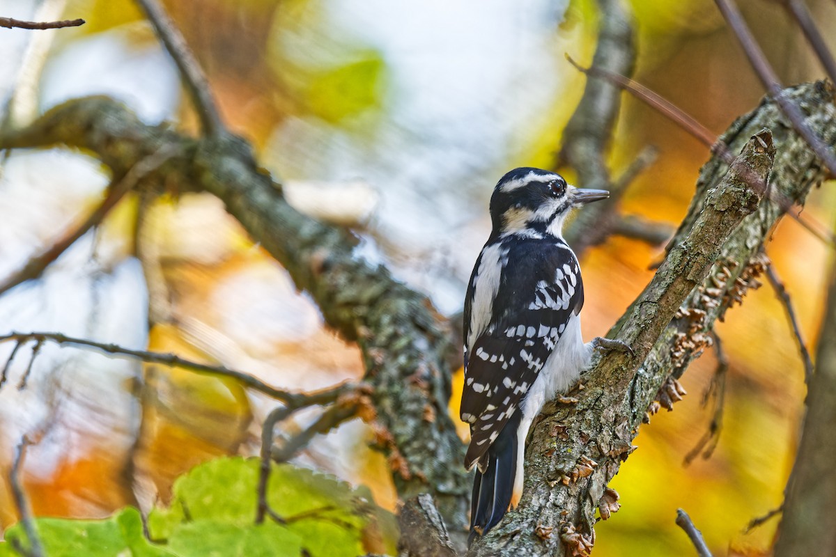 Hairy Woodpecker - ML643022397