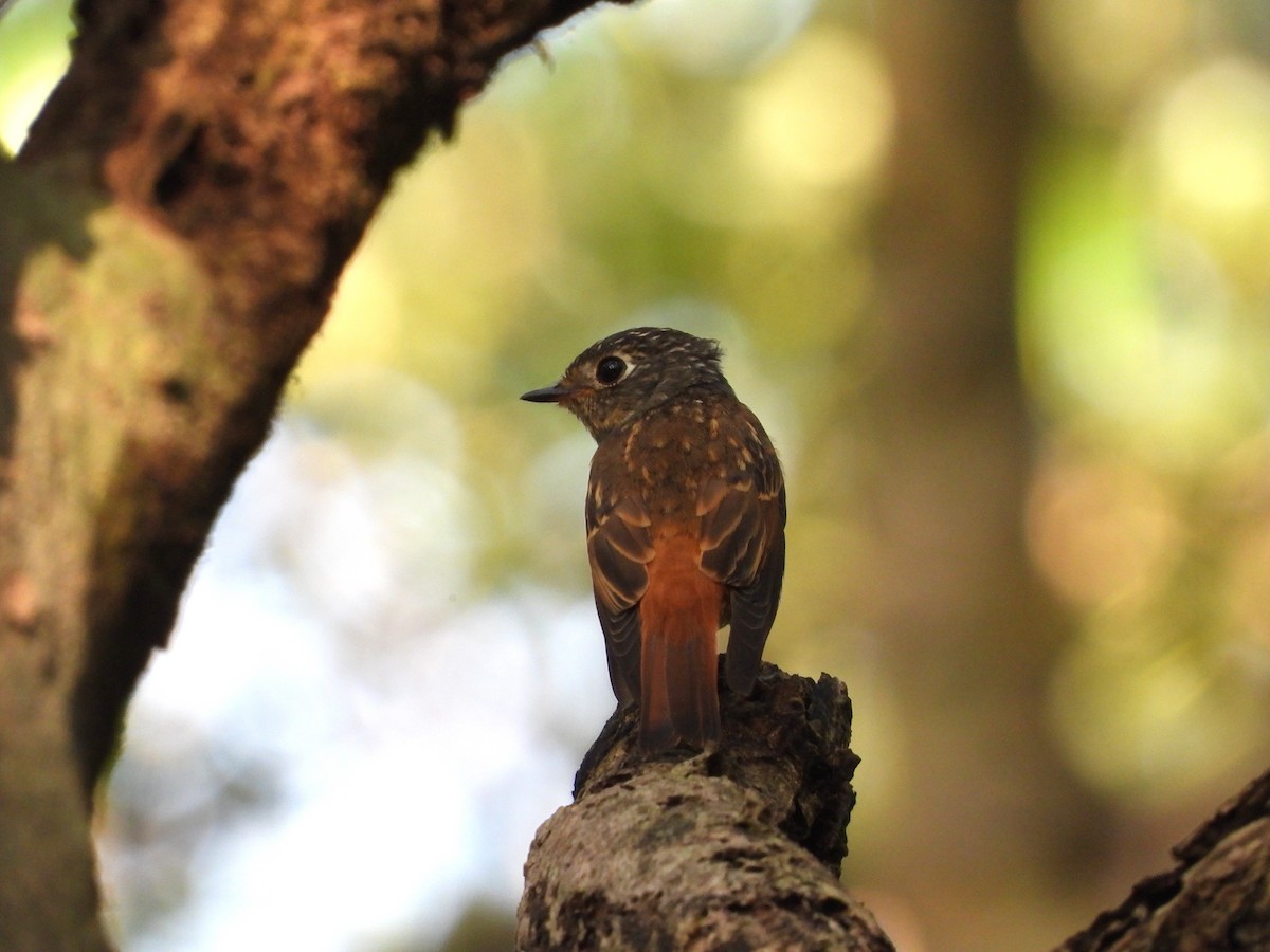Ferruginous Flycatcher - ML643022420