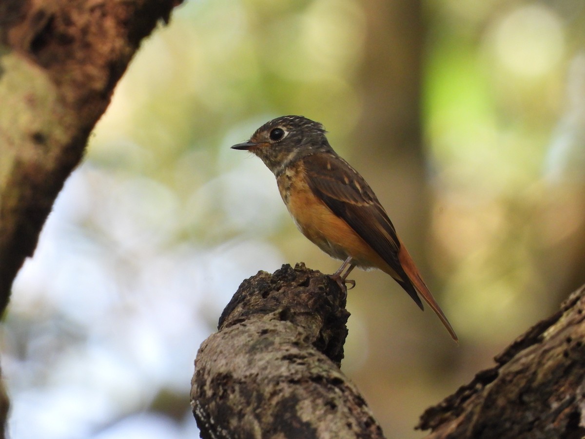 Ferruginous Flycatcher - ML643022421