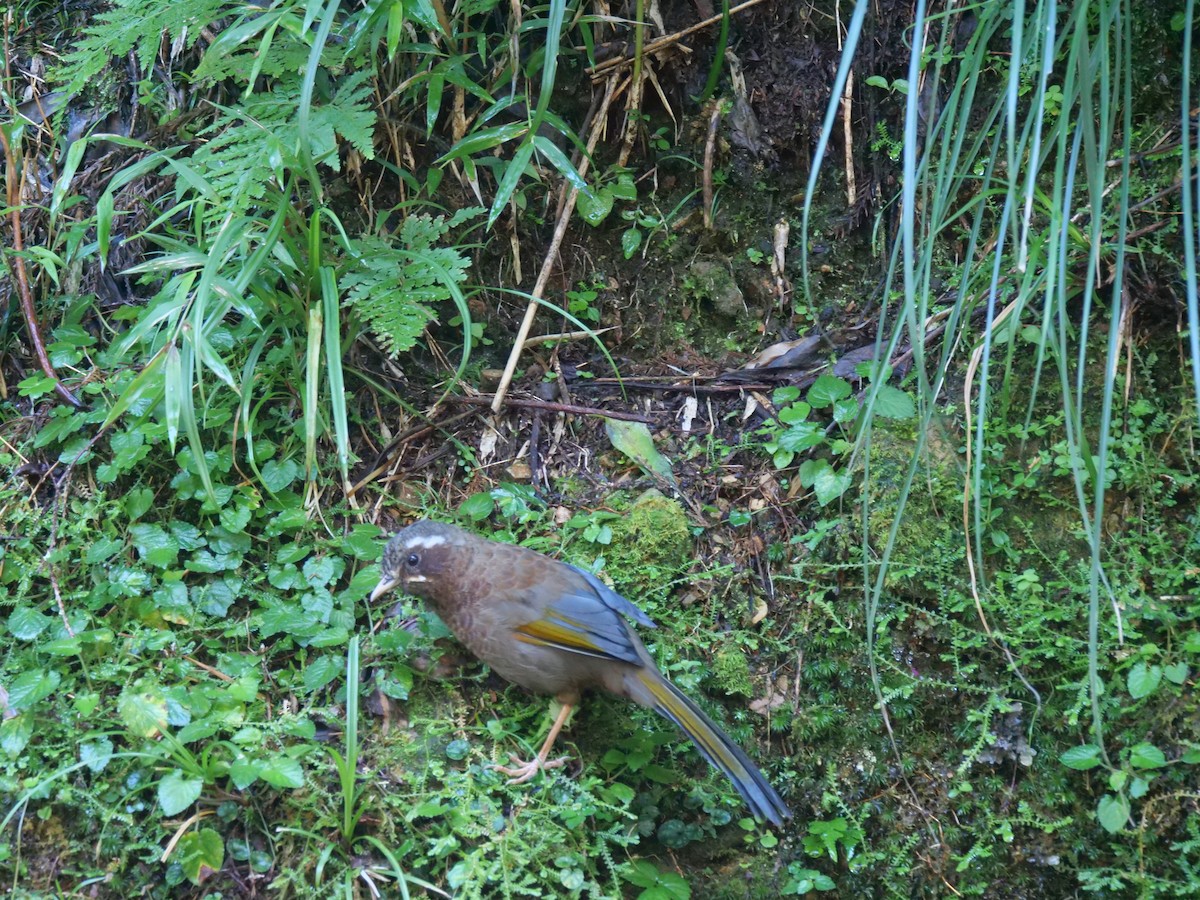 Garrulaxe du Morrison - ML643022422