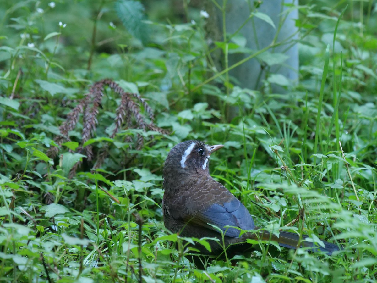 Garrulaxe du Morrison - ML643022423