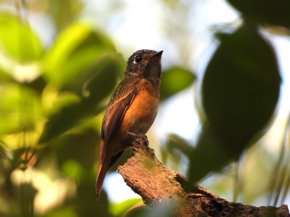 Ferruginous Flycatcher - ML643022424