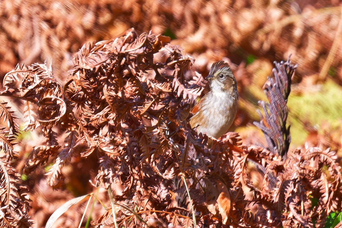 Swamp Sparrow - ML643022461