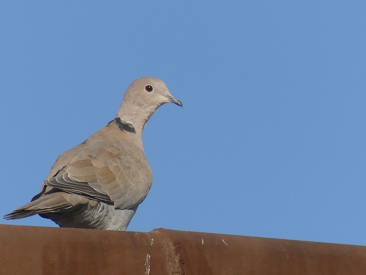 灰斑鳩 - ML643022462