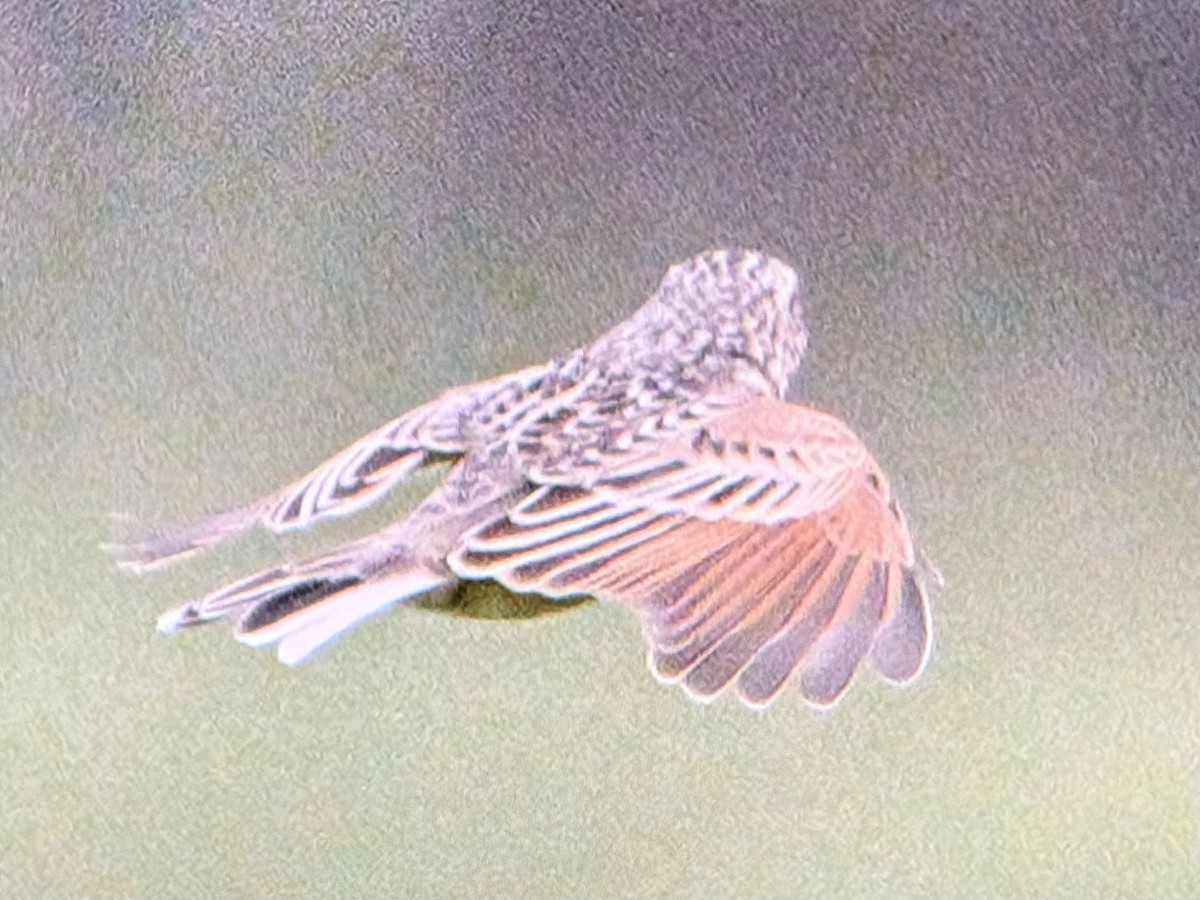 Singing Bushlark - ML643022527