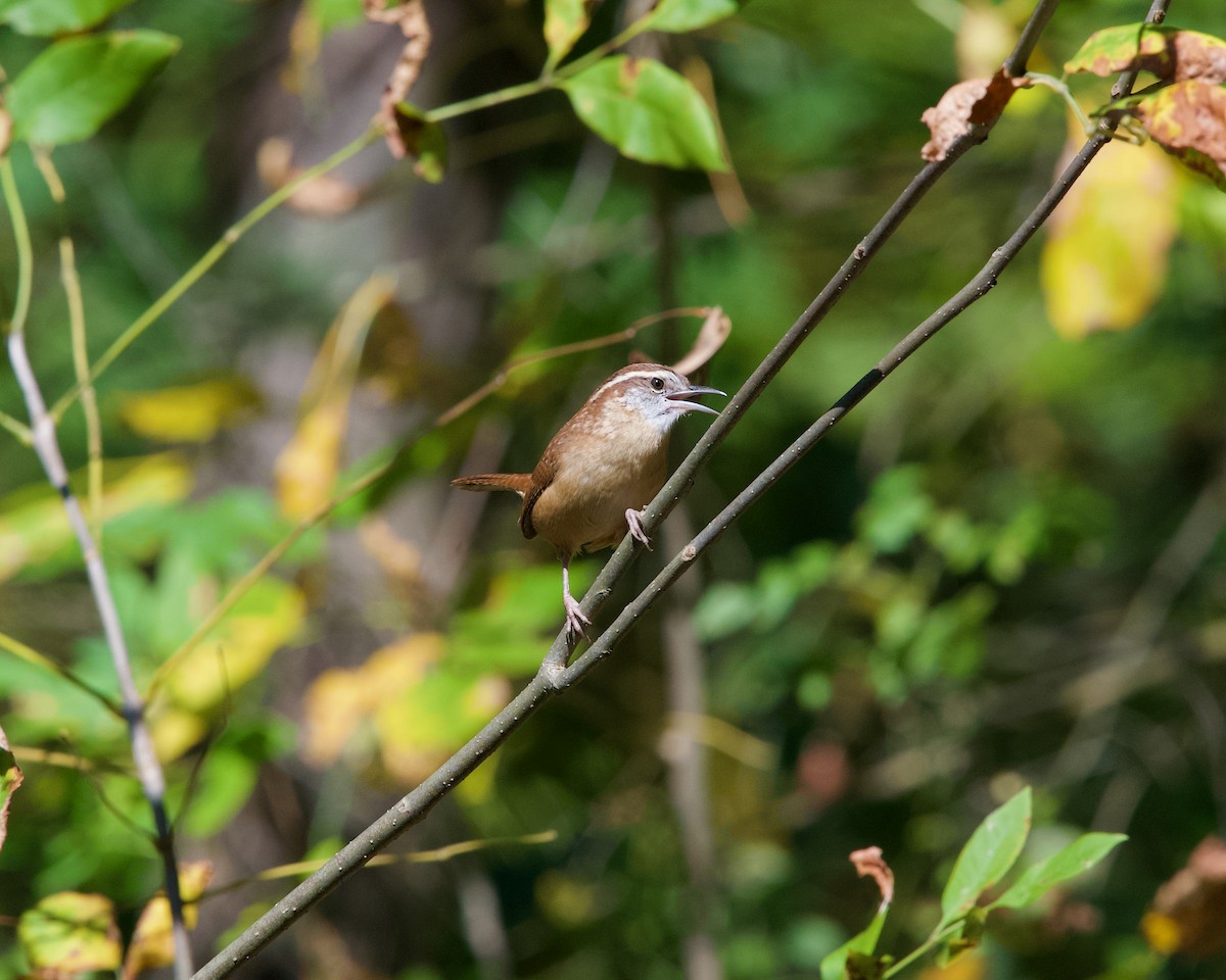 Carolina Wren - ML643022533