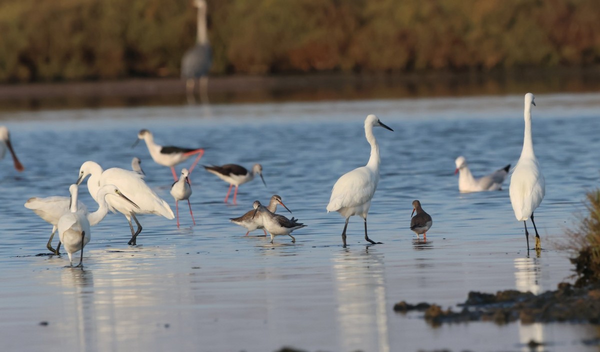 Spotted Redshank - ML643022541