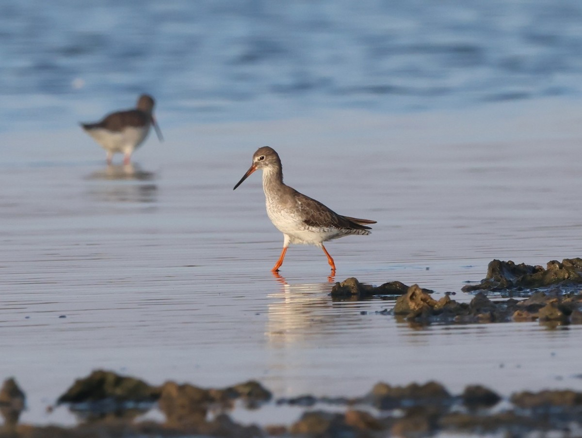 Common Redshank - ML643022608