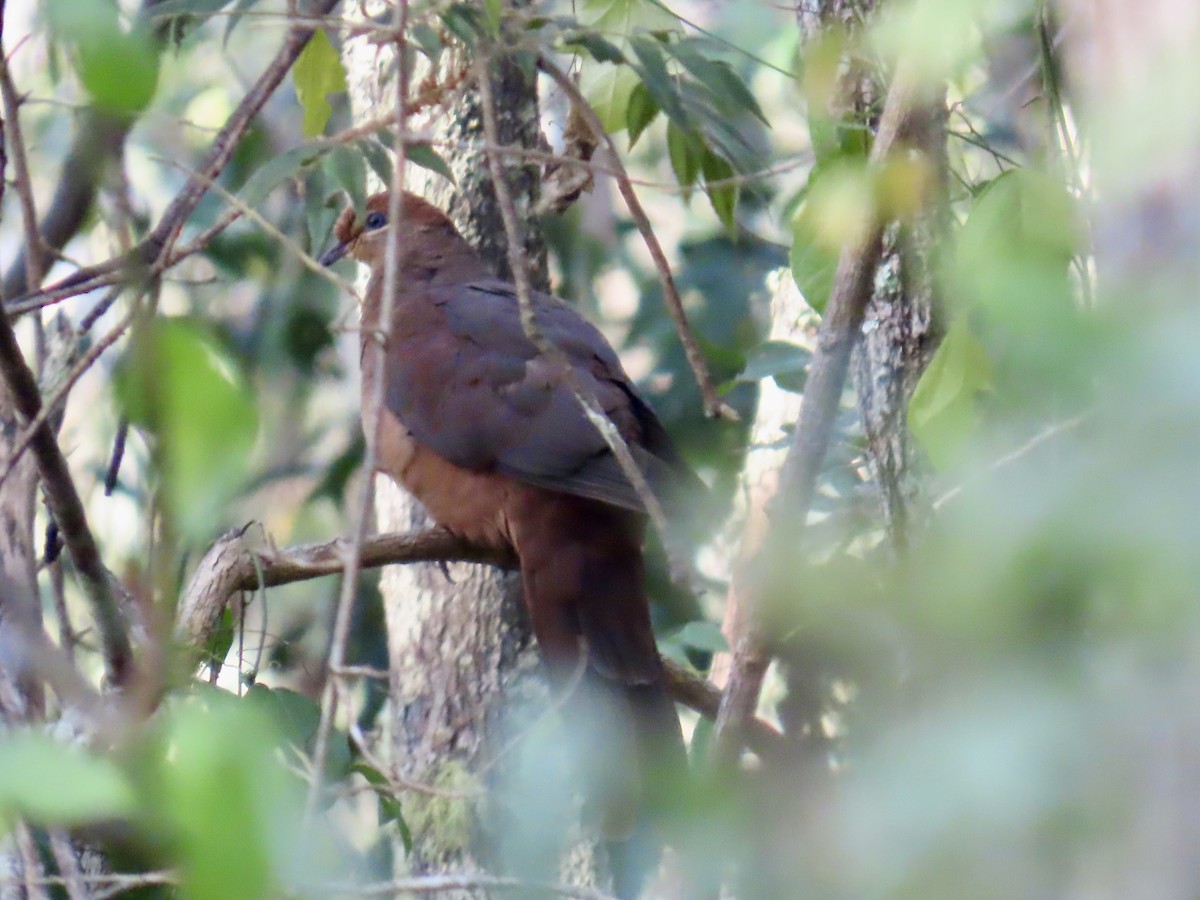 Brown Cuckoo-Dove - ML643022610