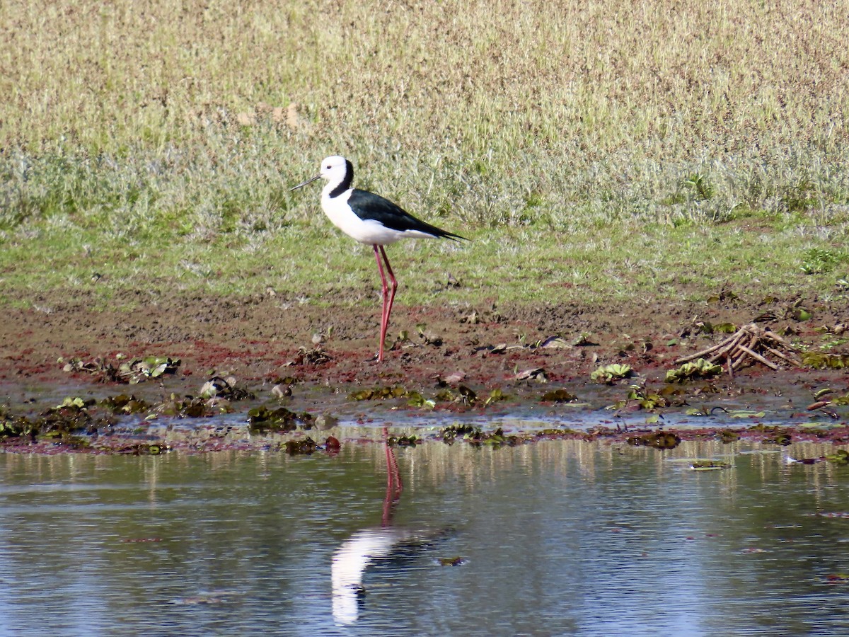 黑領高蹺鴴 - ML643022615