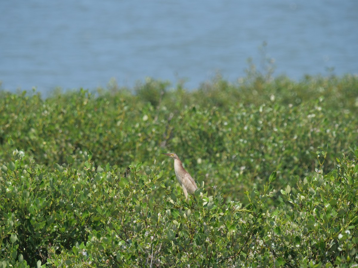 Yellow Bittern - ML643022616