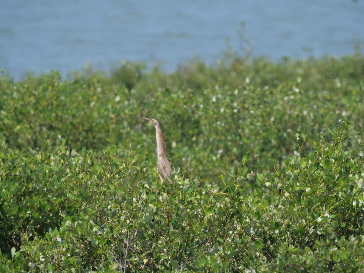 Yellow Bittern - ML643022617