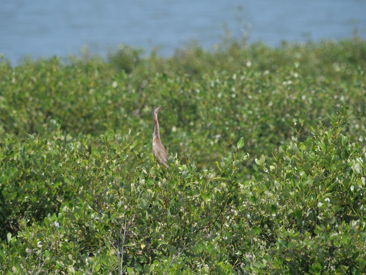 Yellow Bittern - ML643022618