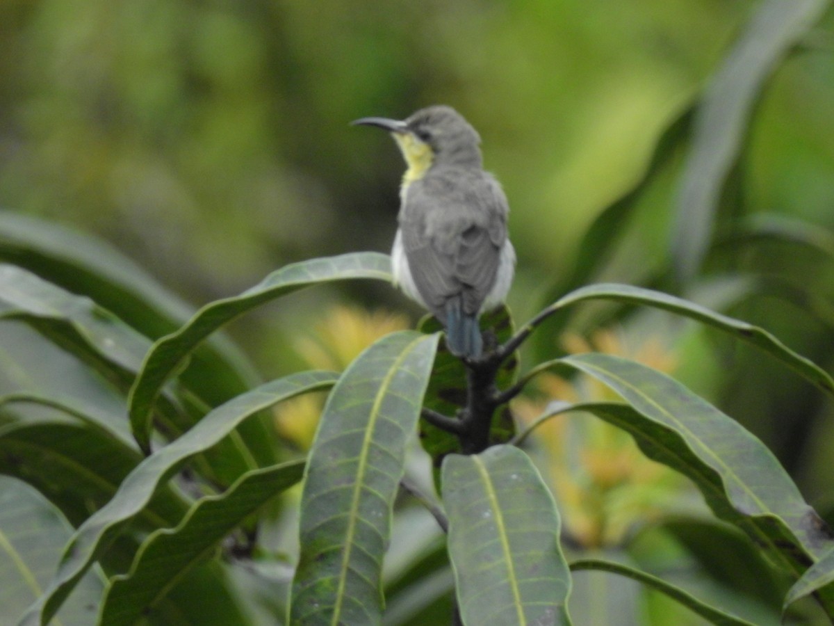 Purple Sunbird - ML643022646