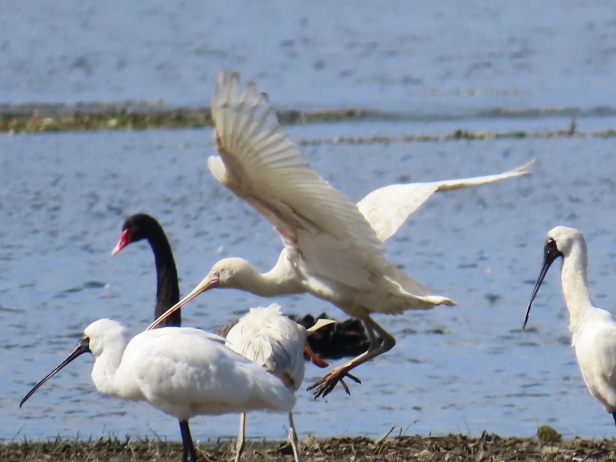 Yellow-billed Spoonbill - ML643022687