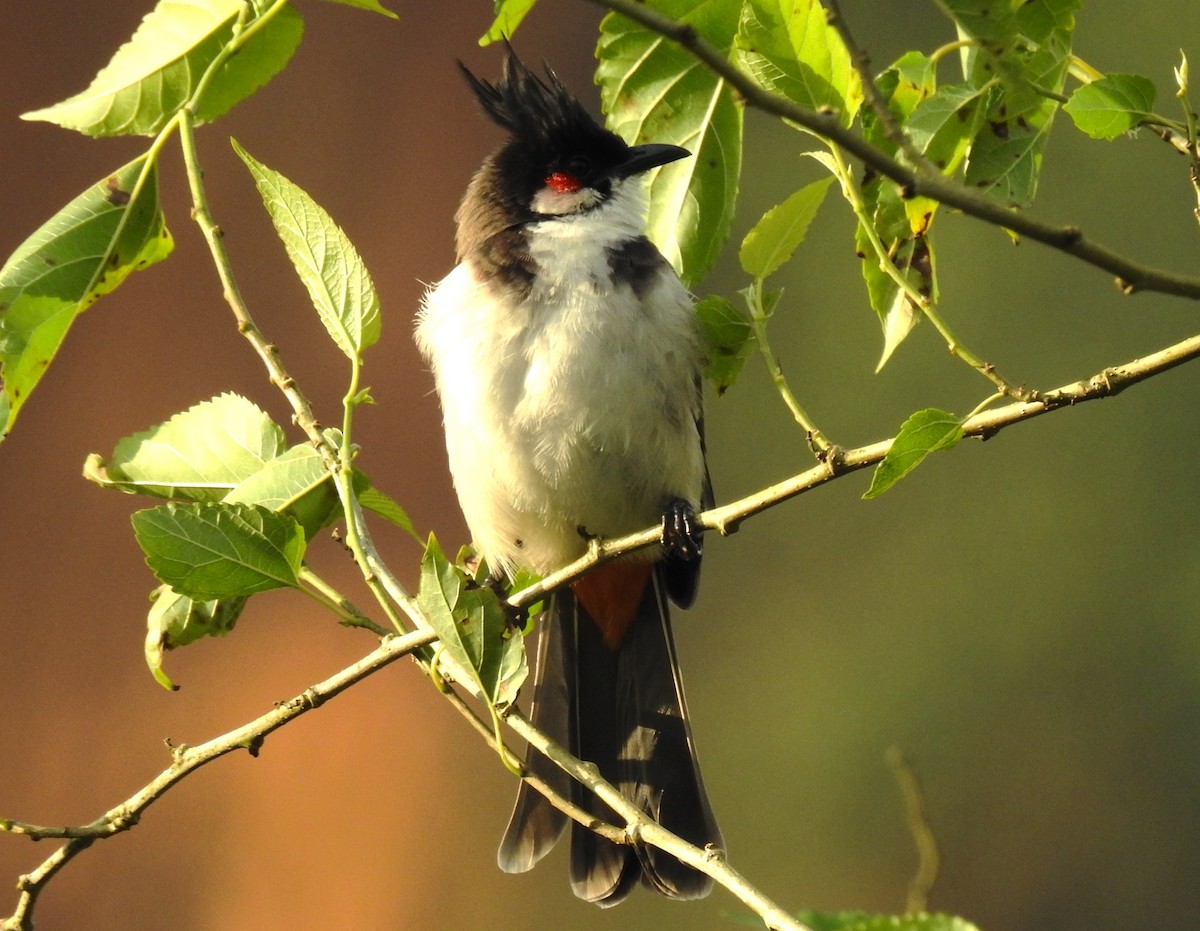 Red-whiskered Bulbul - ML643022690