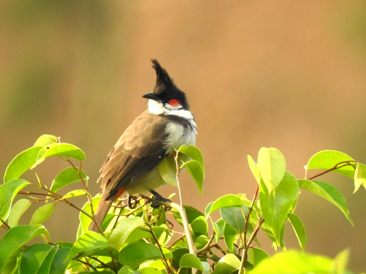 Red-whiskered Bulbul - ML643022691