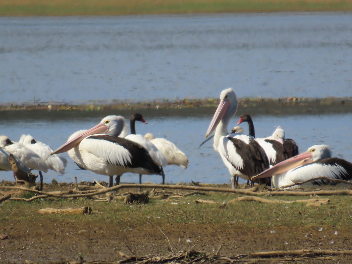 Australian Pelican - ML643022692