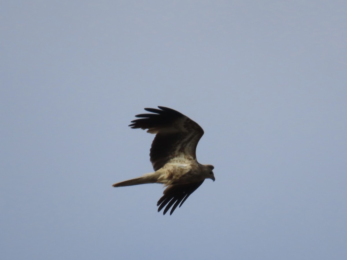 Whistling Kite - ML643022696