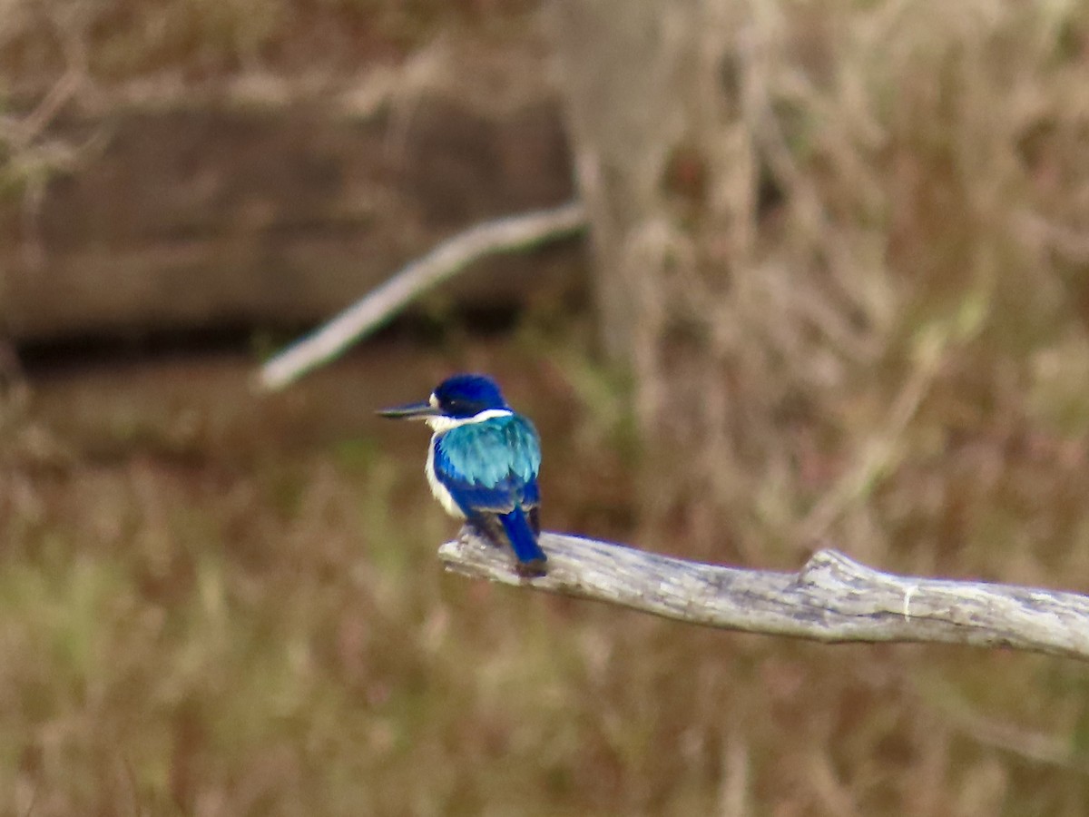 Forest Kingfisher - ML643022699