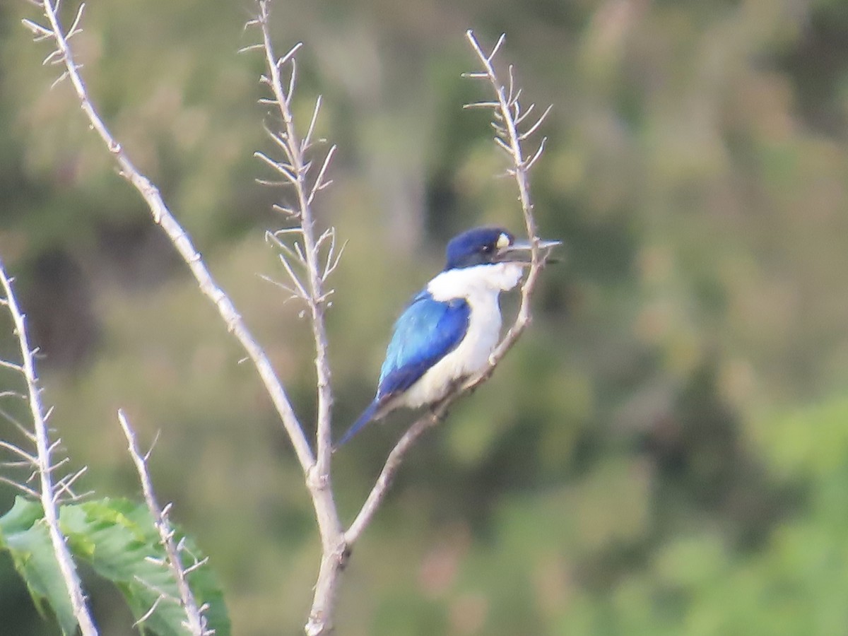 Forest Kingfisher - ML643022700