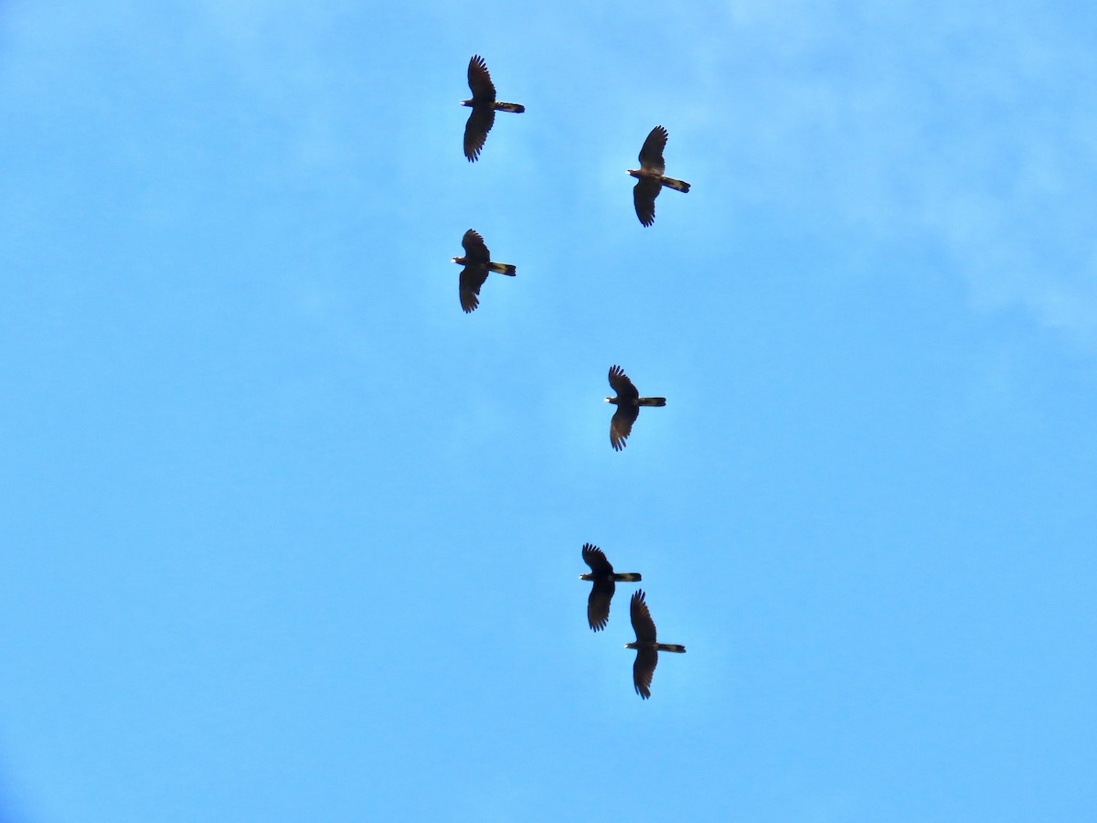 Yellow-tailed Black-Cockatoo - ML643022701