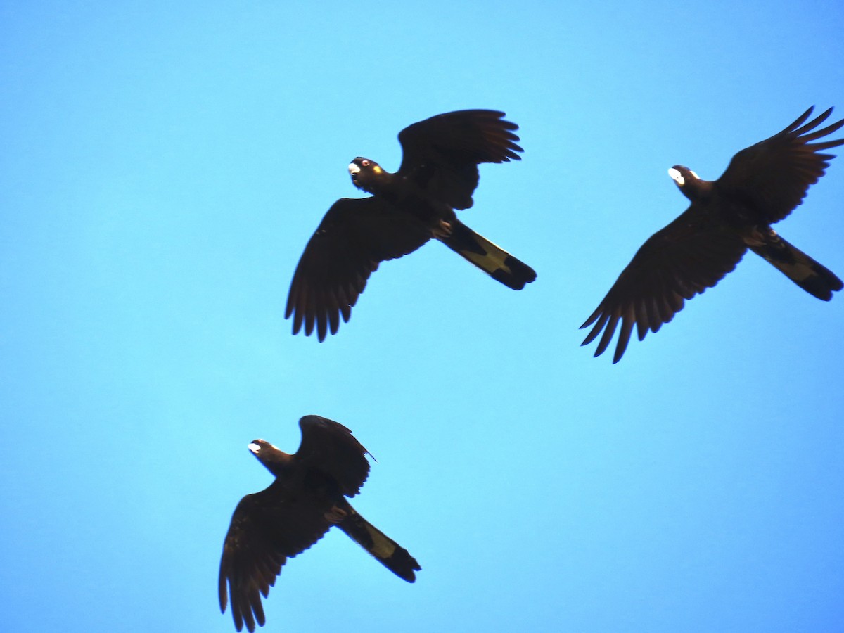 Yellow-tailed Black-Cockatoo - ML643022702