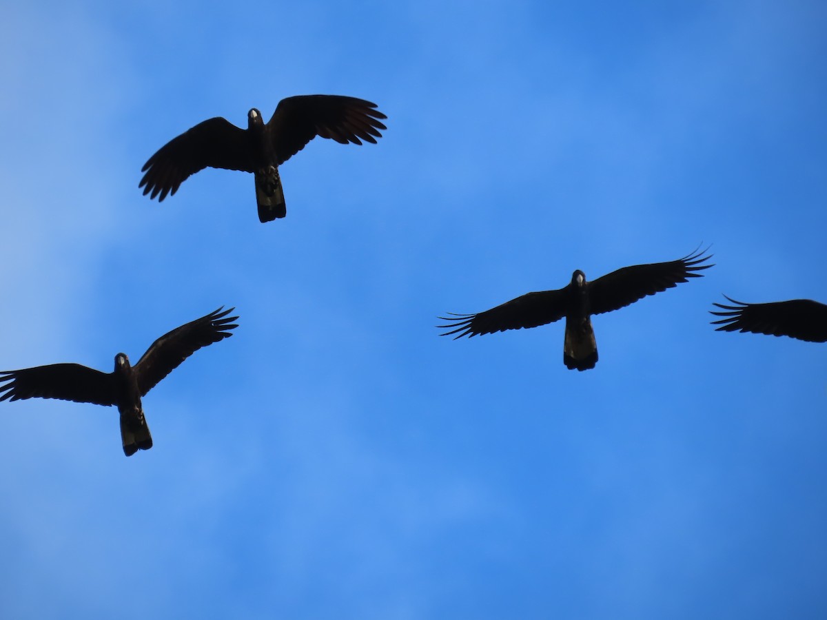 Yellow-tailed Black-Cockatoo - ML643022703