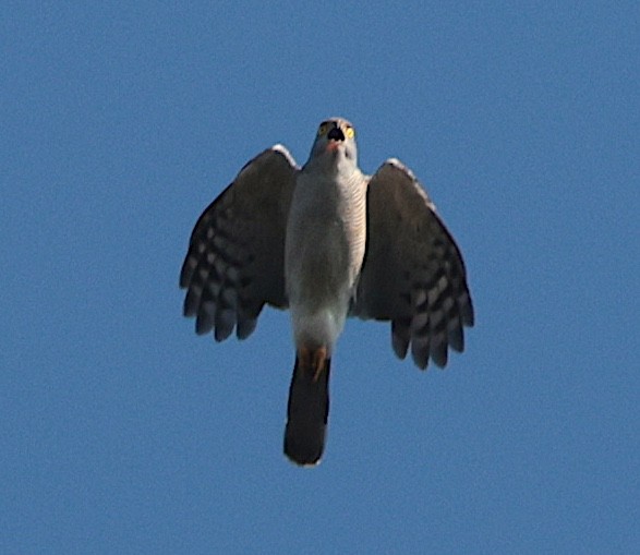 African Goshawk - ML643022706