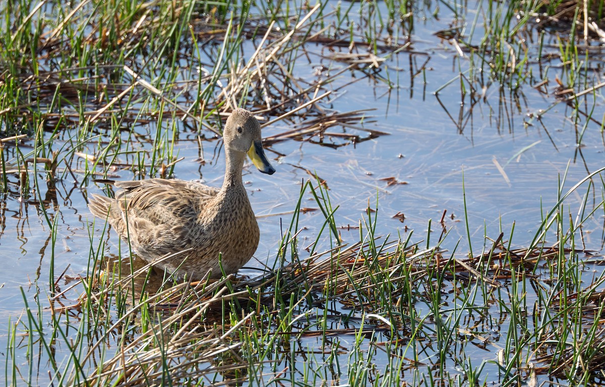 Canard à queue pointue (spinicauda/niceforoi) - ML643022710