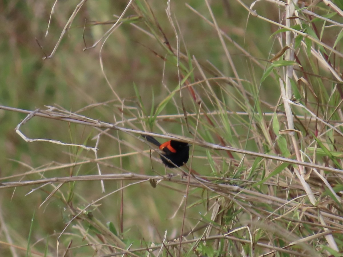Red-backed Fairywren - ML643022716