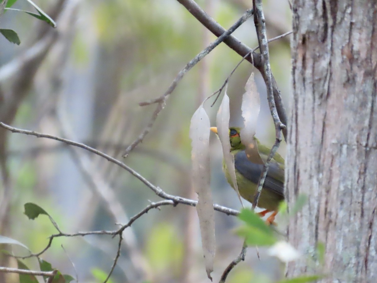 Bell Miner - ML643022719