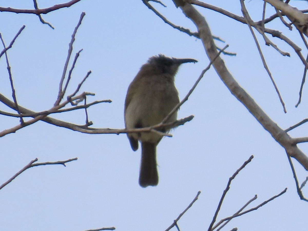Brown Honeyeater - ML643022735