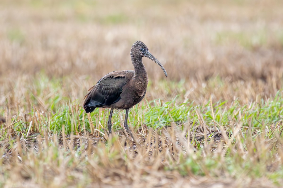 Glossy Ibis - ML643022751