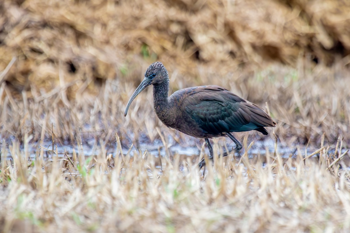 Glossy Ibis - ML643022752