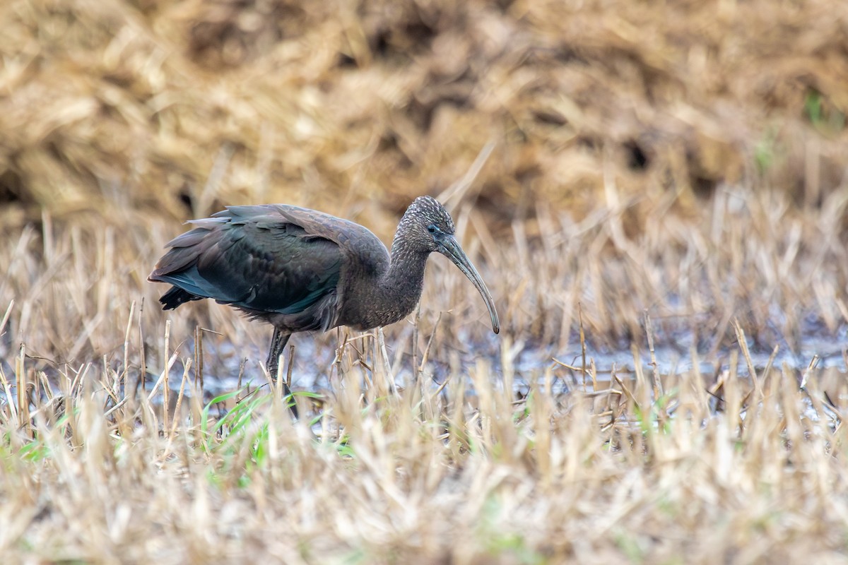 Glossy Ibis - ML643022753