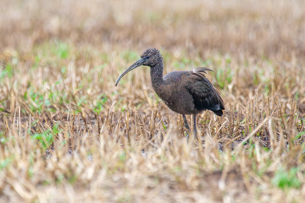 Glossy Ibis - ML643022754