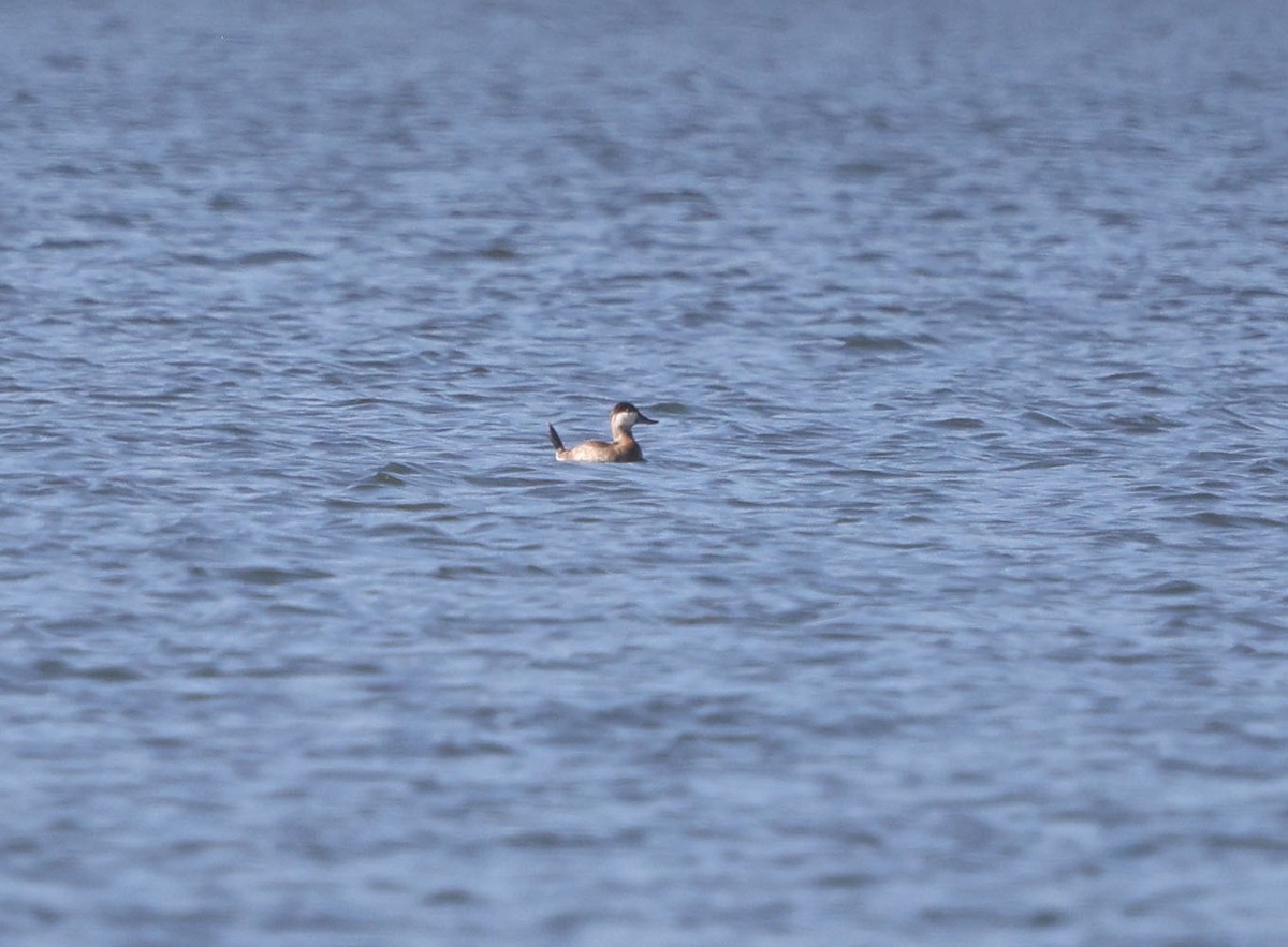 Ruddy Duck - ML643022756