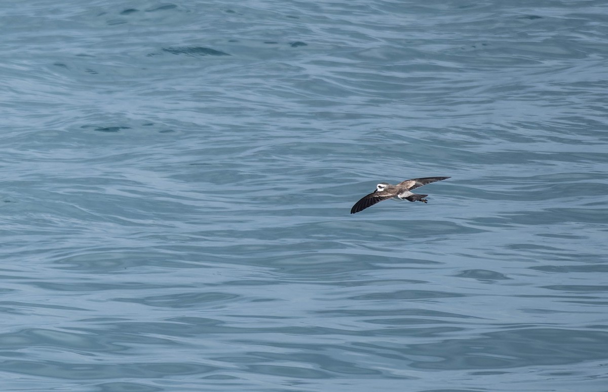 White-faced Storm-Petrel - ML643022768