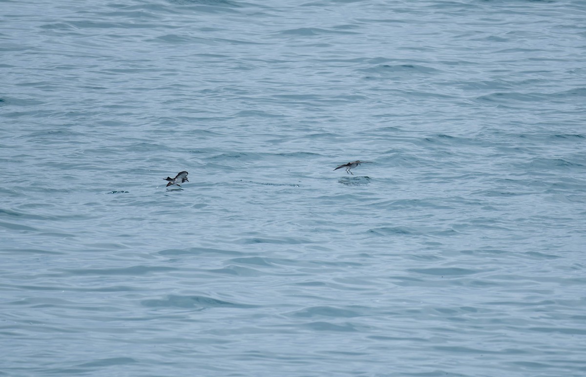 White-faced Storm-Petrel - ML643022771