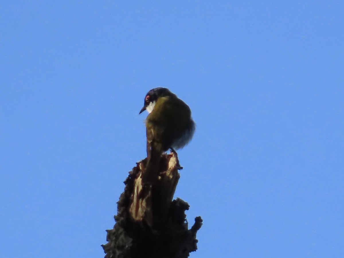 White-naped Honeyeater - ML643022773