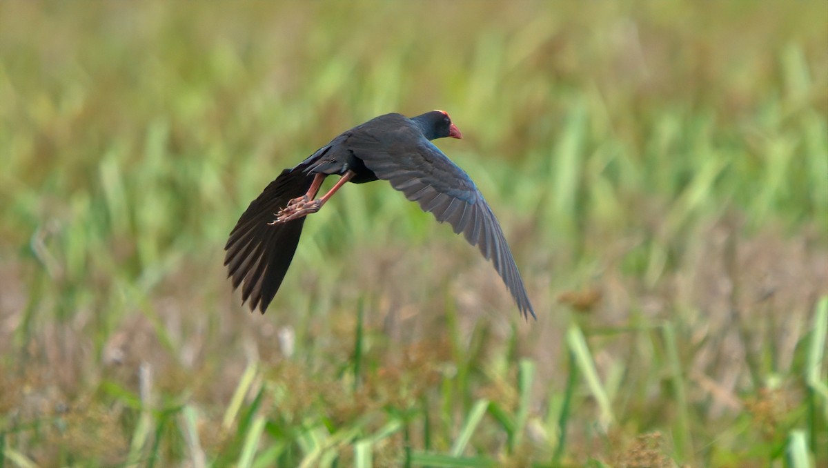 Black-backed Swamphen - ML643022778