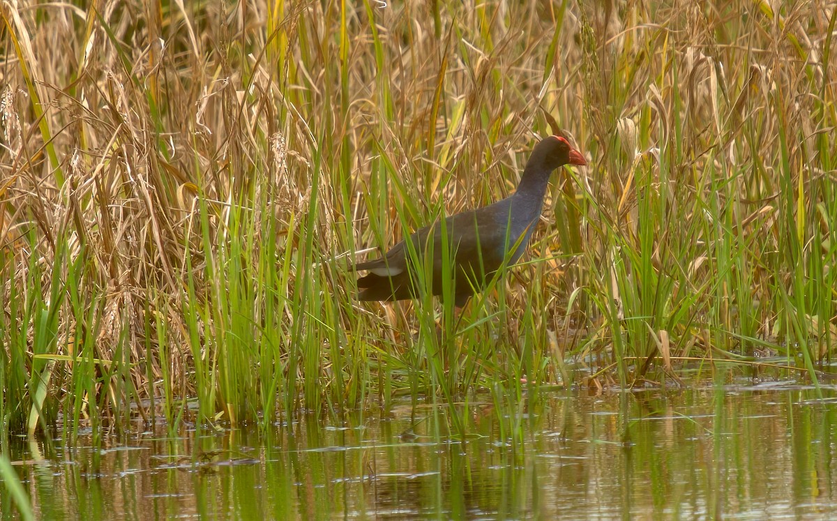 Black-backed Swamphen - ML643022779