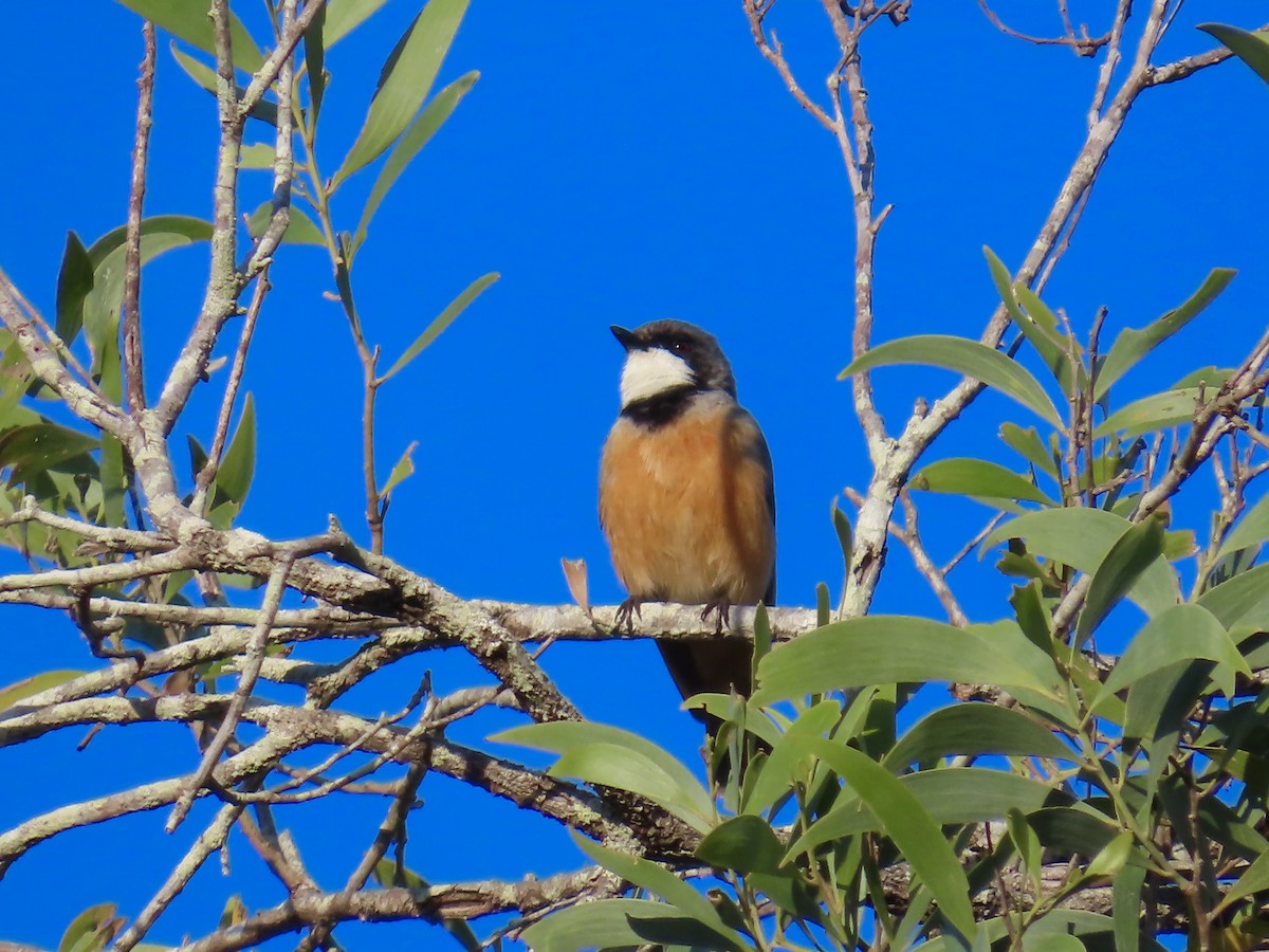 Rufous Whistler - ML643022799