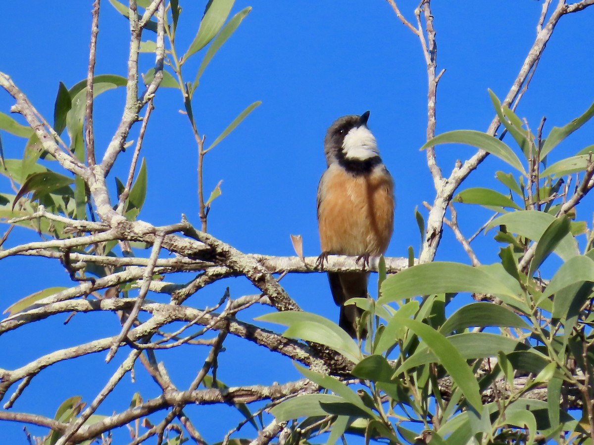 Rufous Whistler - ML643022800