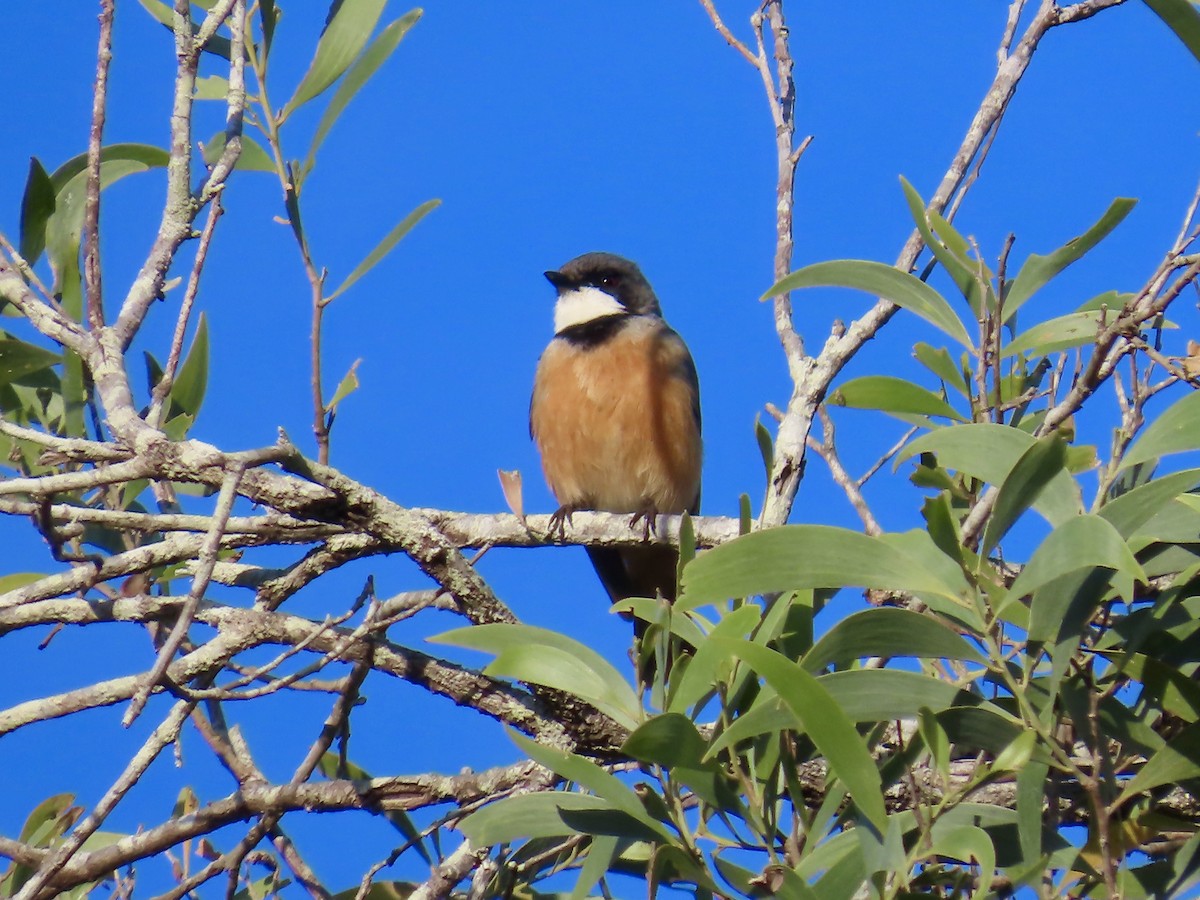 Rufous Whistler - ML643022801